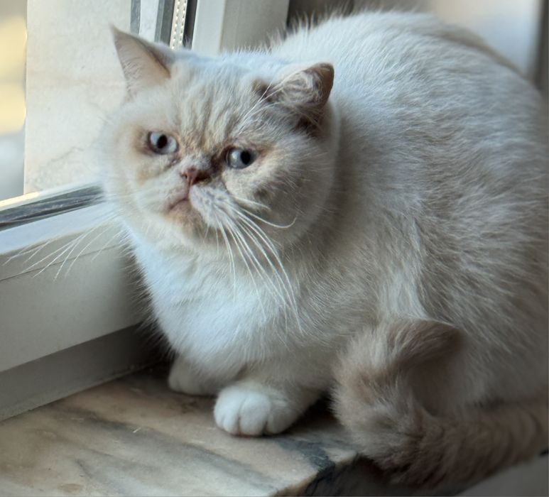 Gatinha Himalaia red point