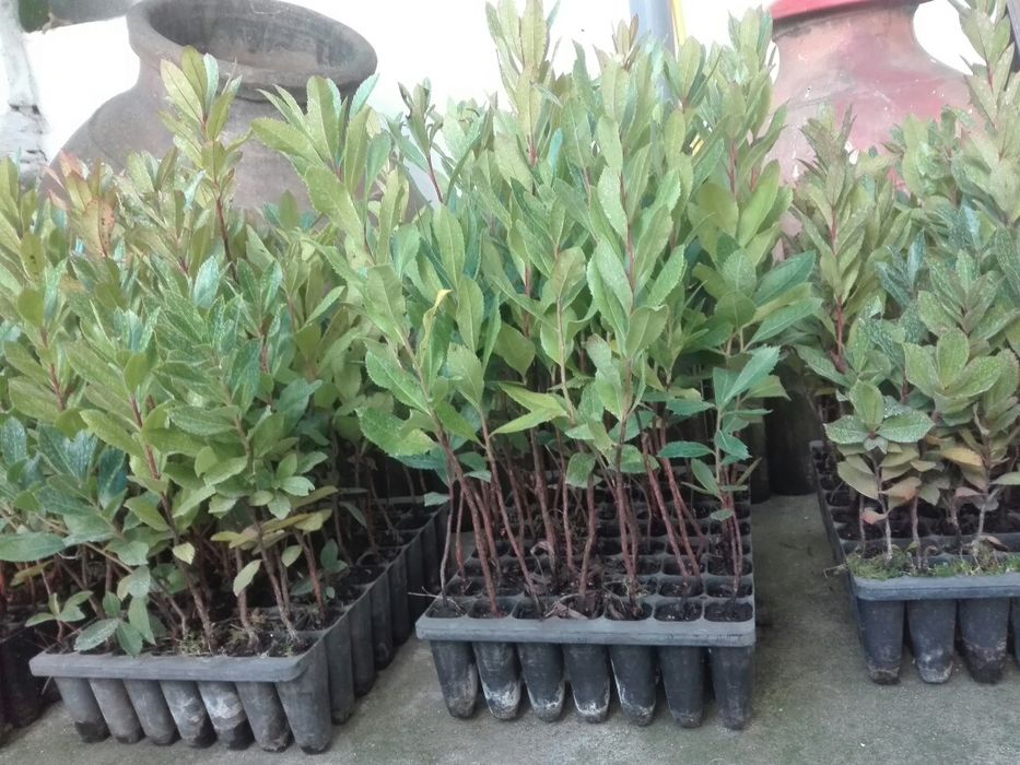 Medronheiros para plantar