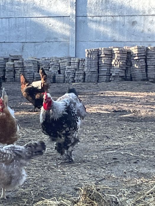 Питушки 2 штуки