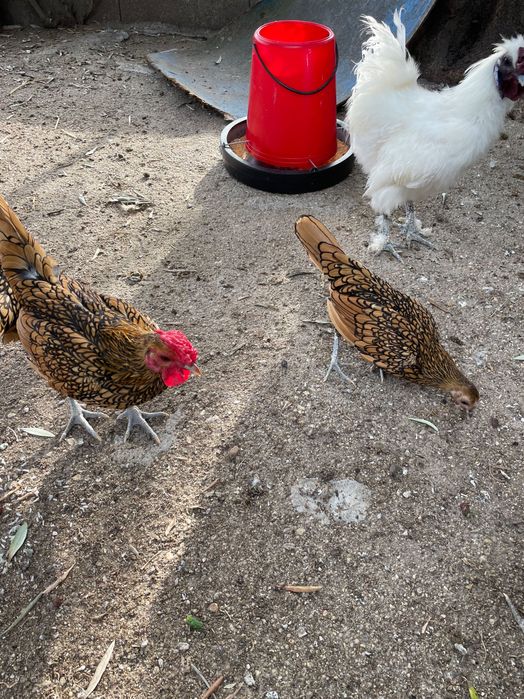 aves ornamentais Sebright casal