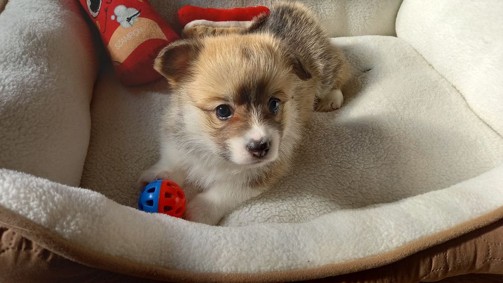 Śliczna suczka Welsh Corgi Pembroke po rodzicach FCI