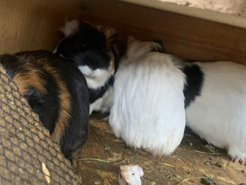 Морські свинки різні