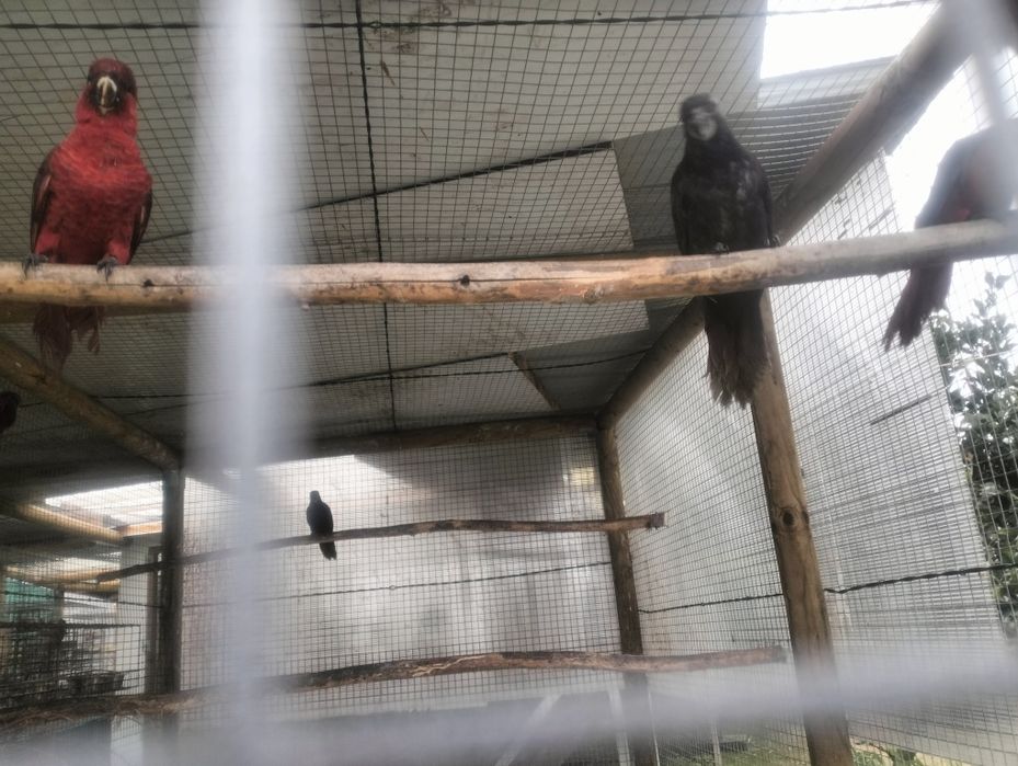 Loris (Atrás, Cardinal, Malucanos, Goldis)