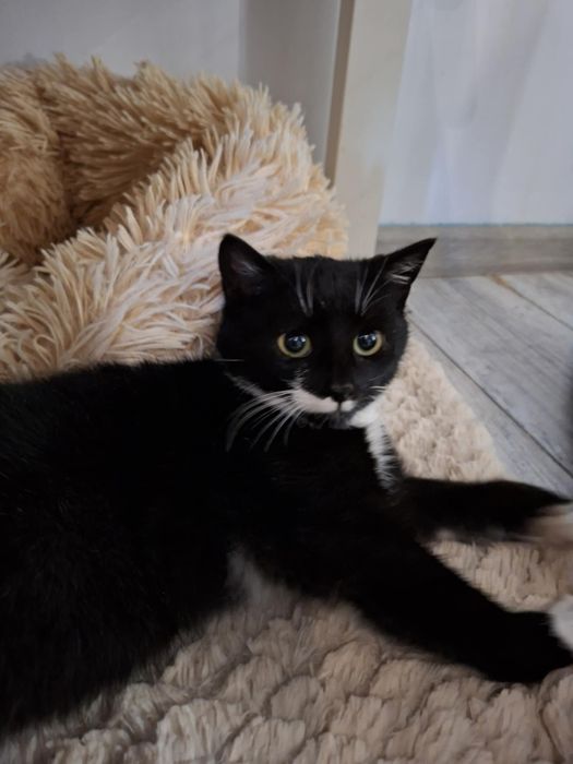 Mały kociak z mrozów