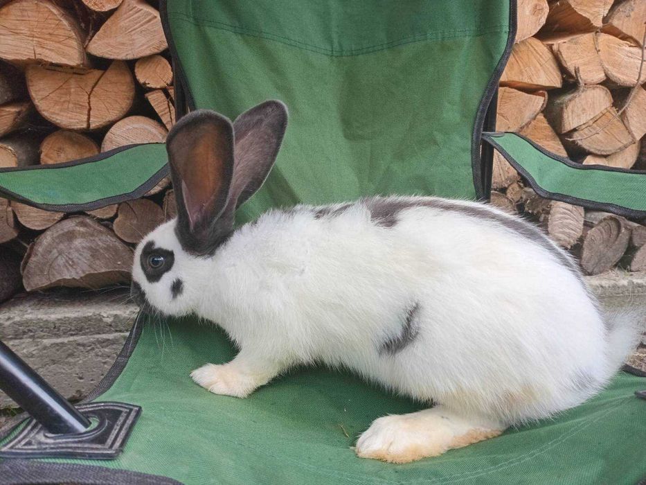 Кролі різних порід