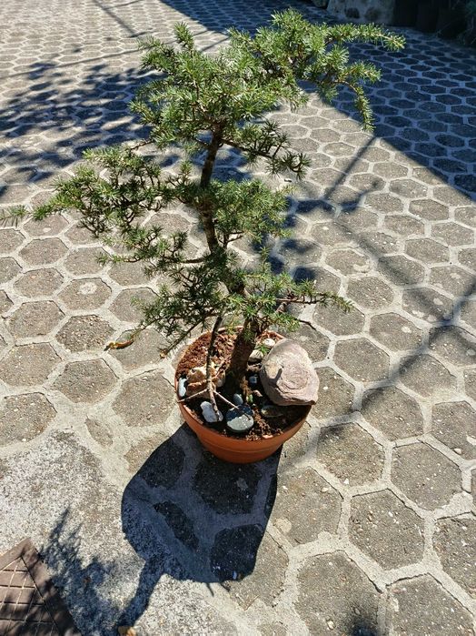 Bonsai cedro do atlas.