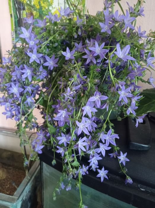 Колокольчик Женіх