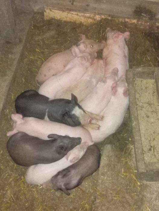Продам поросята Велика біла Петрен