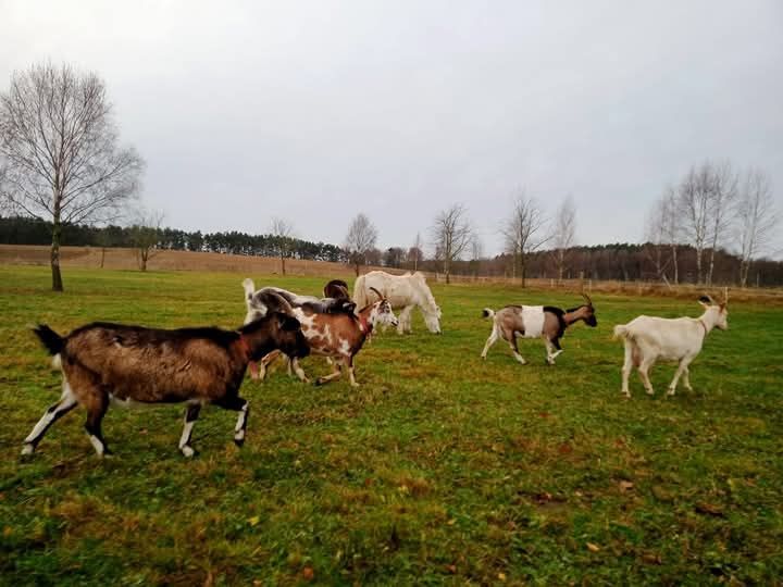 Kozie mleko ... Mleko prosto od kozy