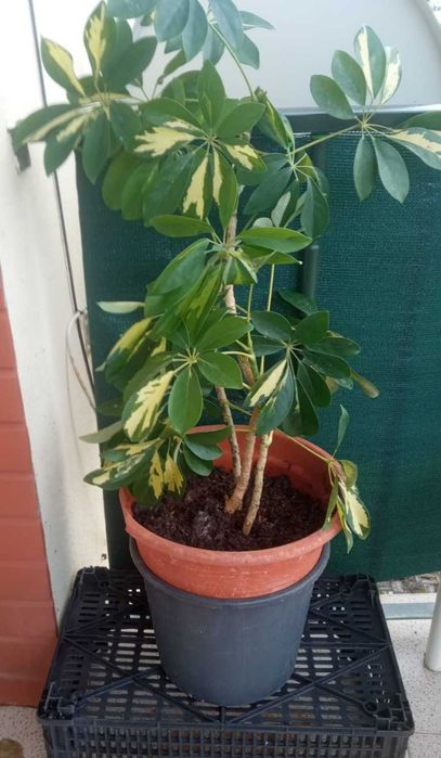 Planta Schefflera gold Capella grande