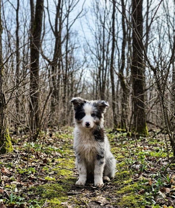 Border collie piesek gotowy do odbioru