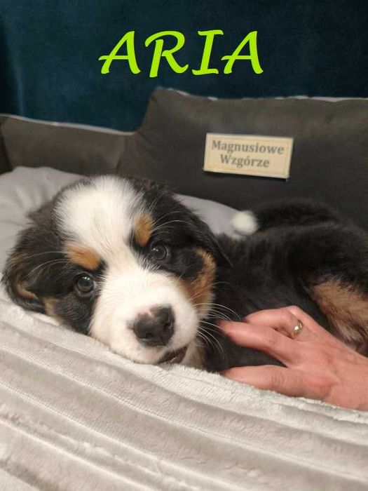 Berneński Pies Pasterski z rodowodem Magnusiowe Wzgórze