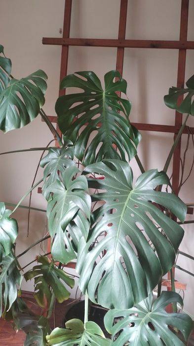 Monstera dziurawa