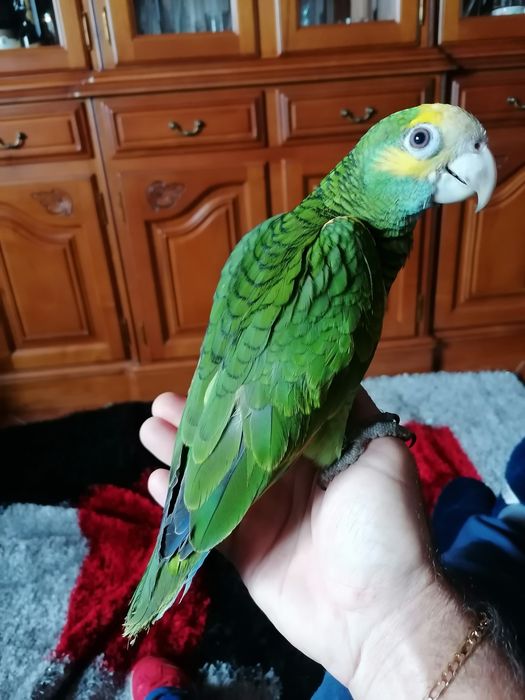 Aves selvagens novas e adultas .