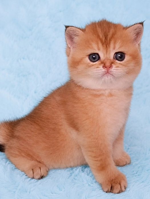 Meninо British Golden