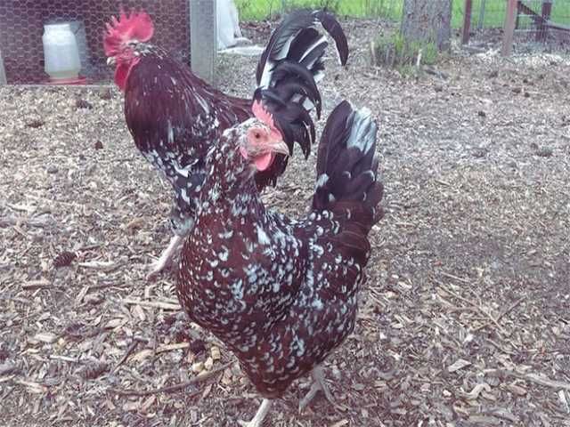 Яйце на інкубацію.Курчат. Суссекс колумбійський, фарфоровий, срібло.