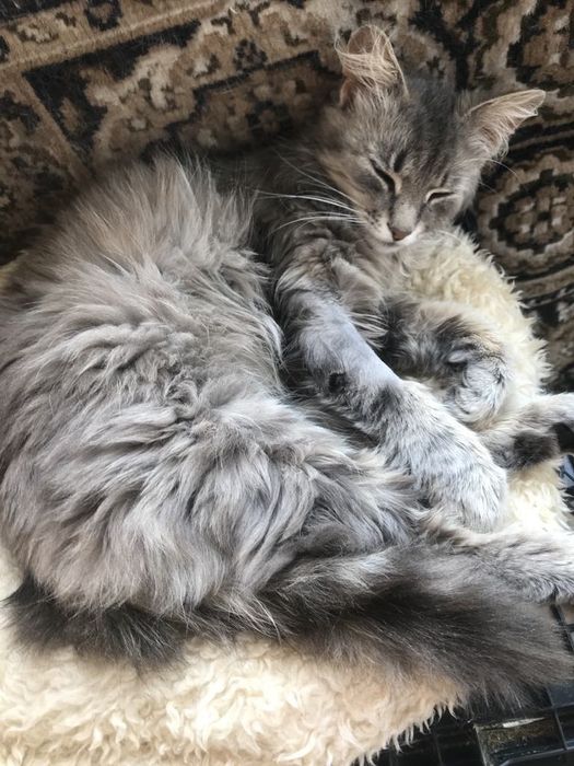 Кіт. Киця. Кошеня.