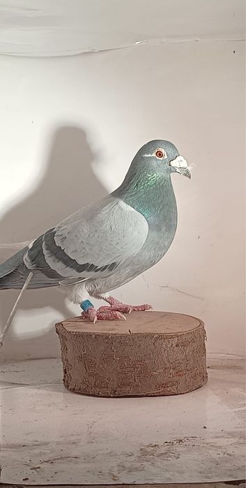 Młode gołebie pocztowe