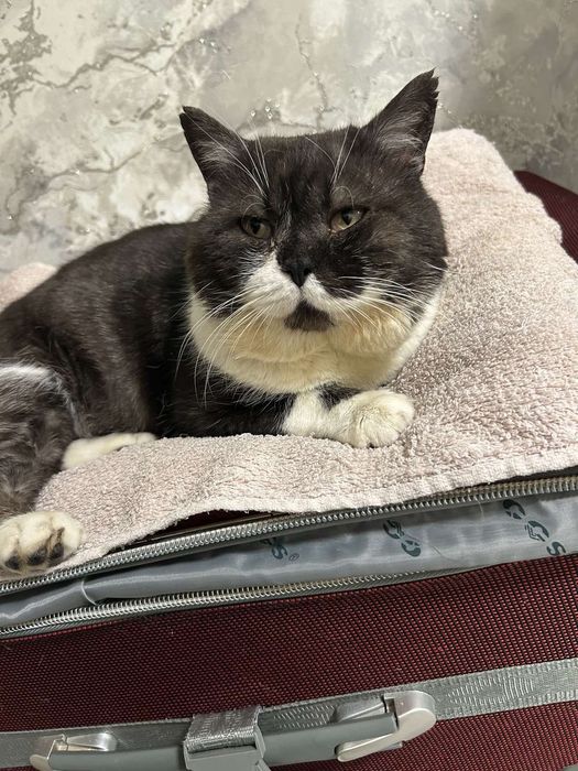 Безкоштовно котик 1.7 місяців віддам метиса в добрі руки