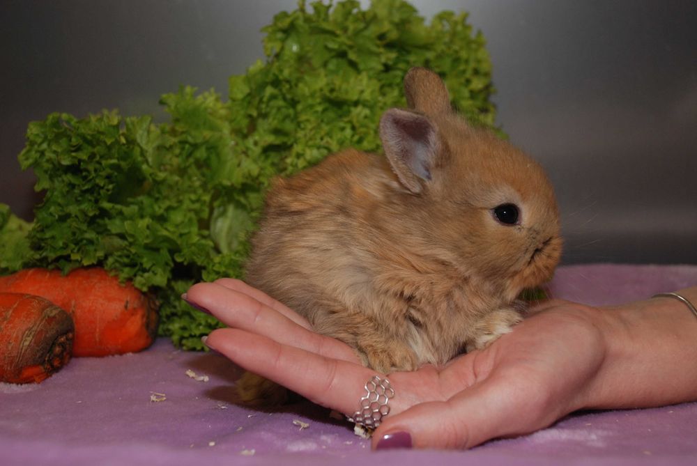 Нідерландські кролики, карликові кролики різних окрасів