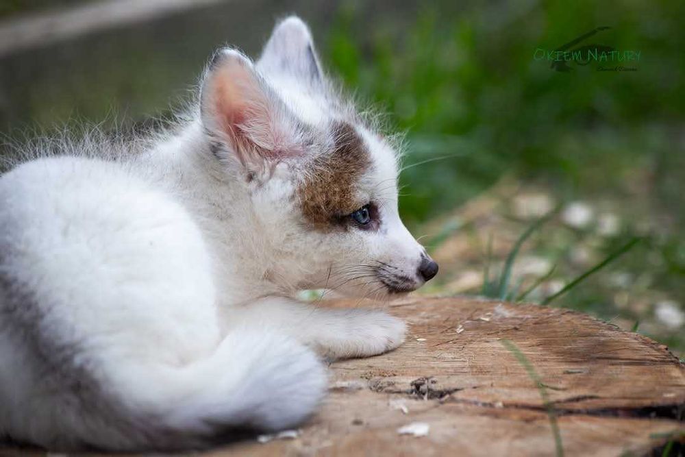 Lis, liski, lisek Hodowla domowa Marble Fox, różne odmiany