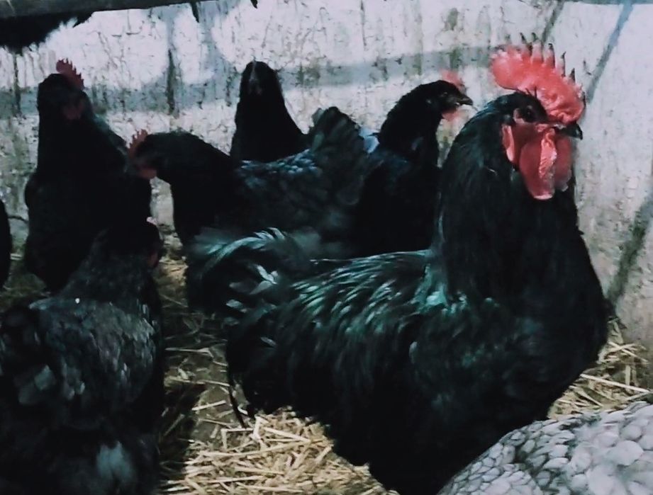 Продам инкубационное яйцо курей породы Джерсийский гигант