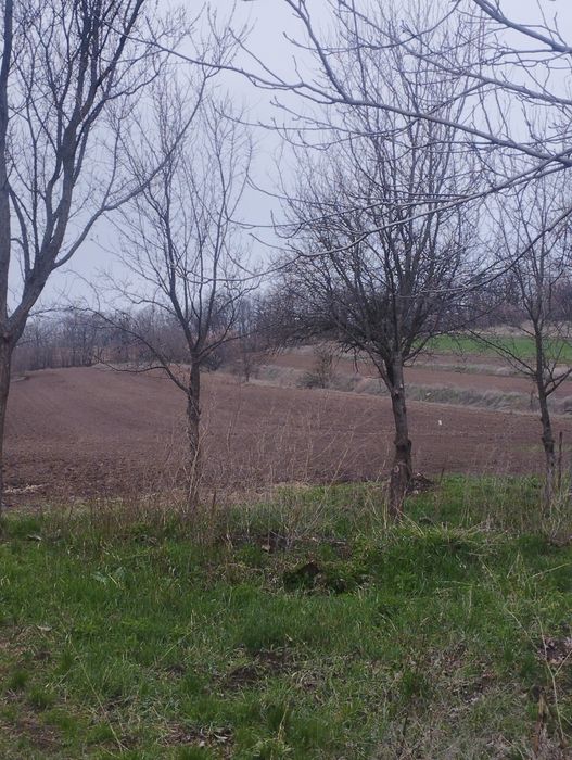 Продаж будинку під реконструкцію   з великою земельною ділянкою в с. Балаклея