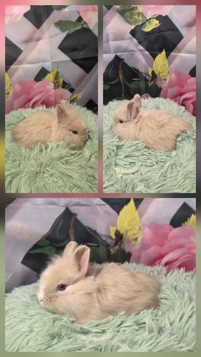 Karzełki Teddy Mini
