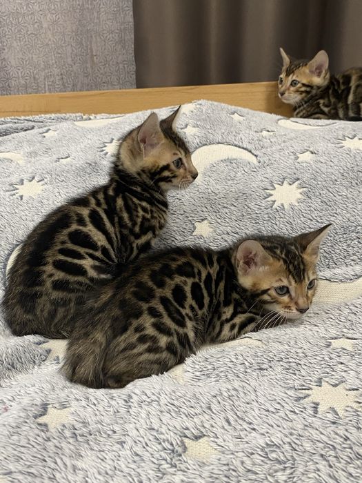 Бенгальські кошенята від батьків з родословною.