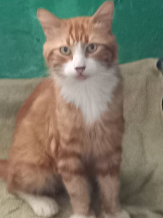 Срочно отдам даром