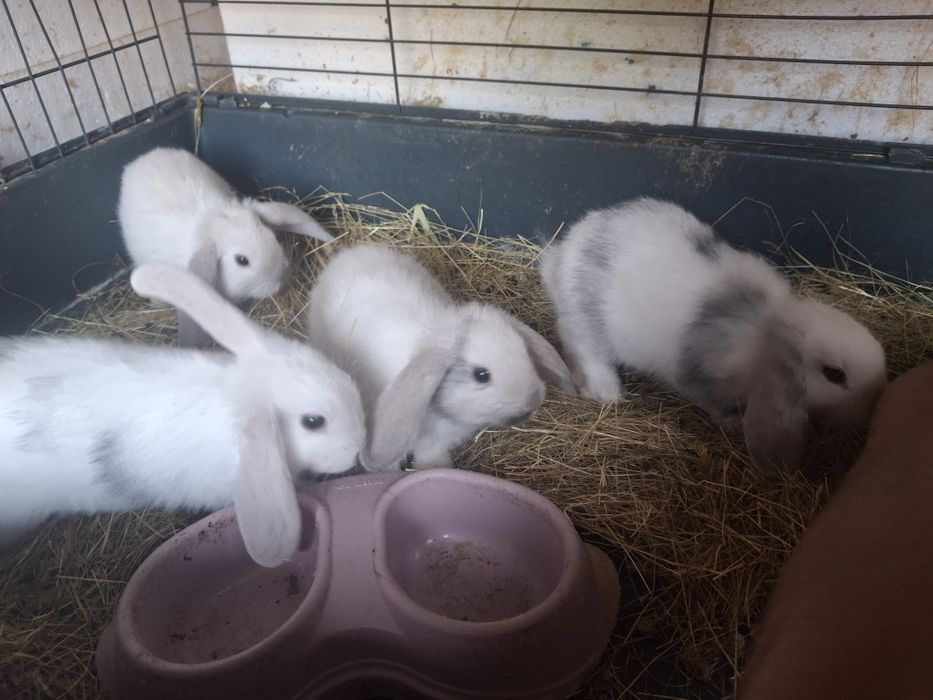 Sprzedam króliczki mini lop