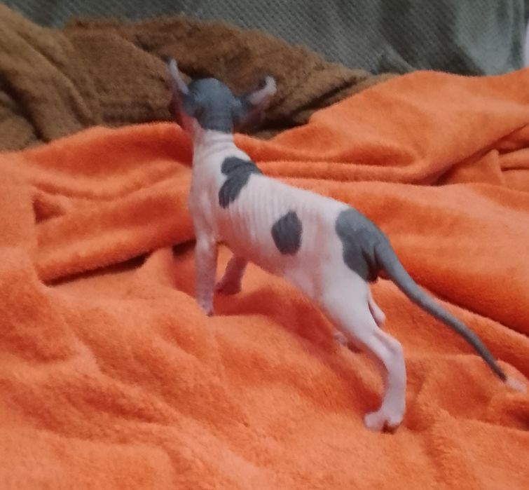 Хлопчик канадського сфінкса Ельф. Біколор.