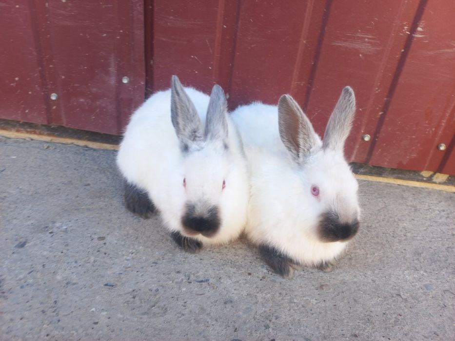 Кролики Каліфорнії