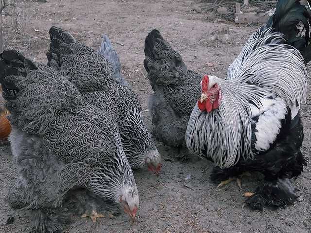 Яйце на інкубацію, курчата, Брама: блакитна, біле золото, темна.