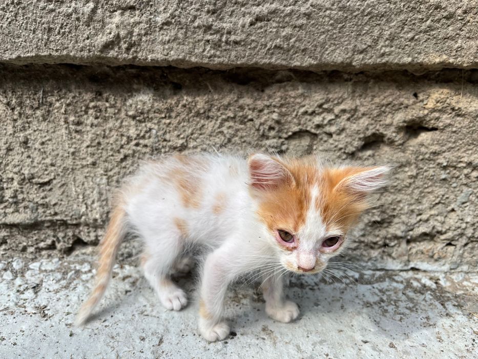 Кошеня пухнасте  1.5 місяці