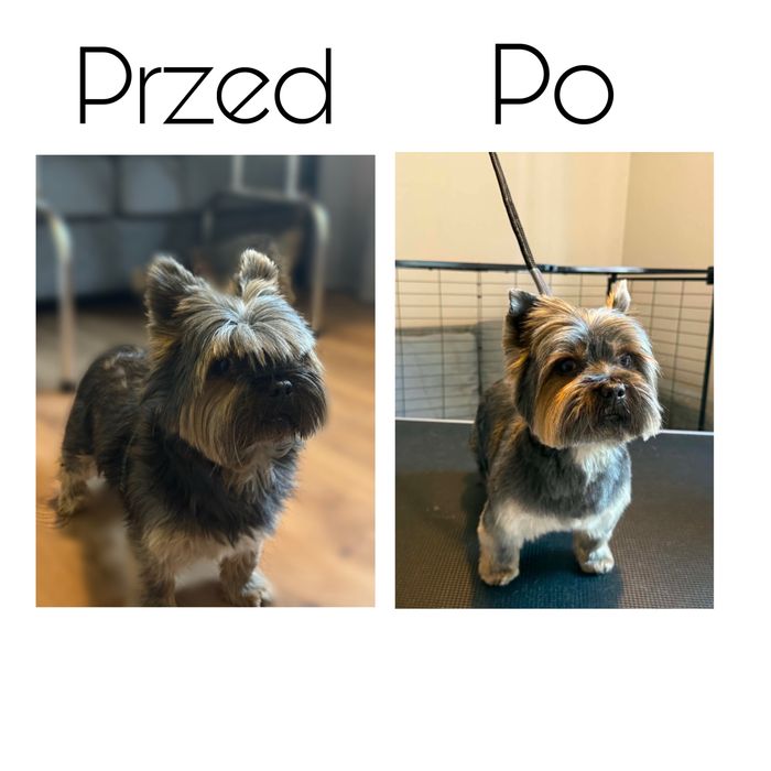 Psi fryzjer / Salon groomerski – pielęgnacja psów | MODELE | Wejherowo
