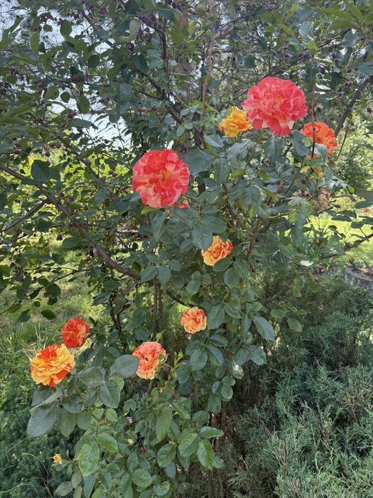 Дом-дача в Пещанке