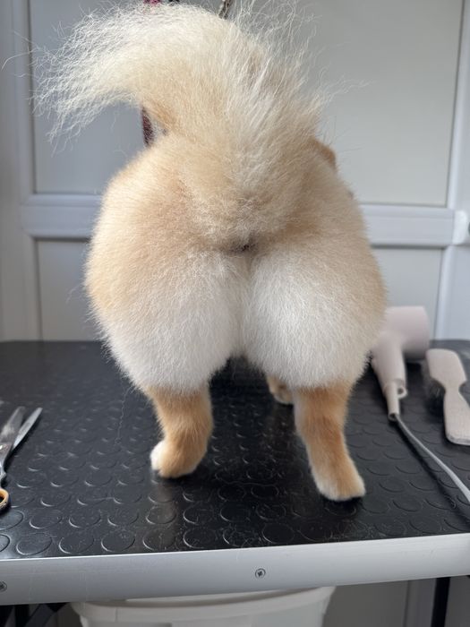 Професійний грумінг померанських шпіців – монопородний догляд