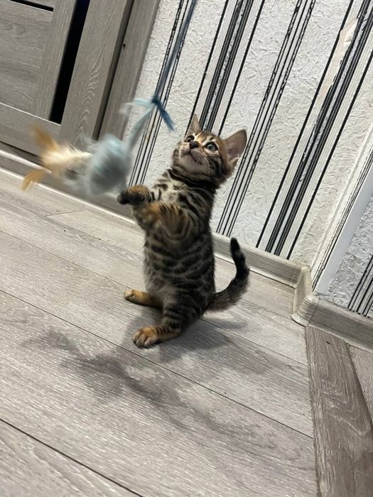 Бенгальские котята