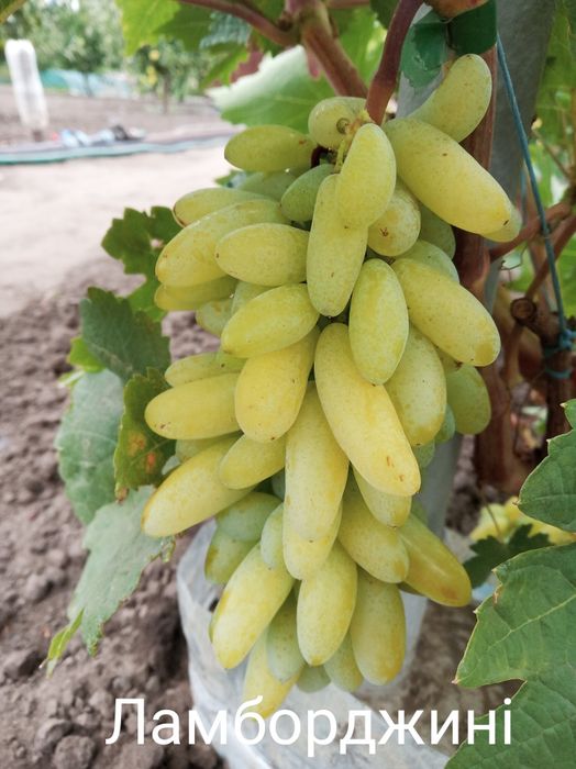 Чубуки винограду