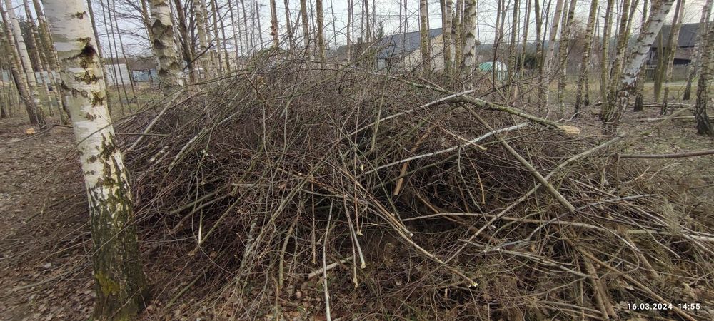 Gałęzie oddam za darmo