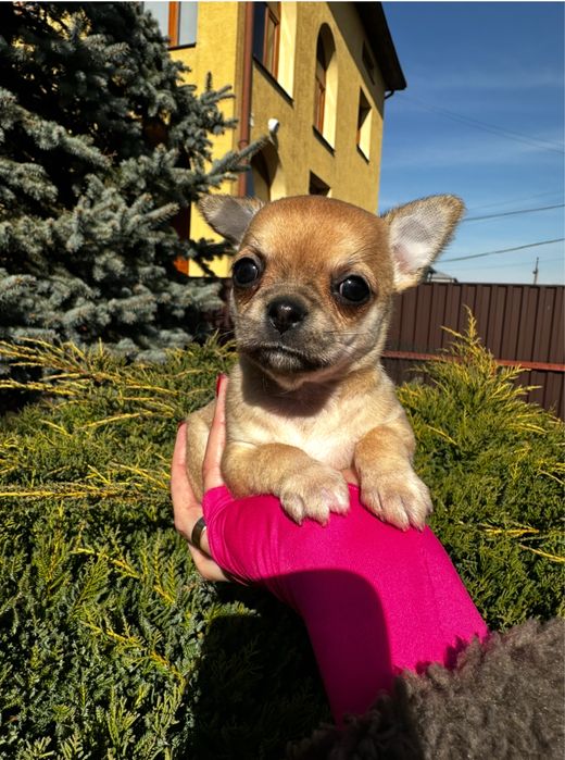 Супер міні чіхуахуа дівчатка в ізабелловому окрасі