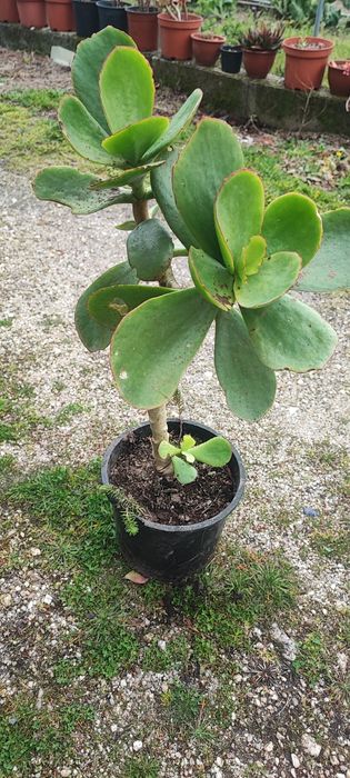Planta suculenta