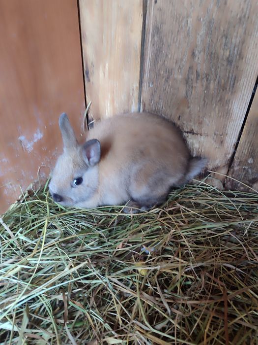 Królik miniaturka