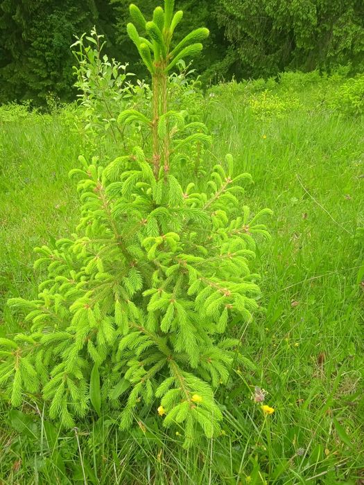 Огорожа,паркан живий