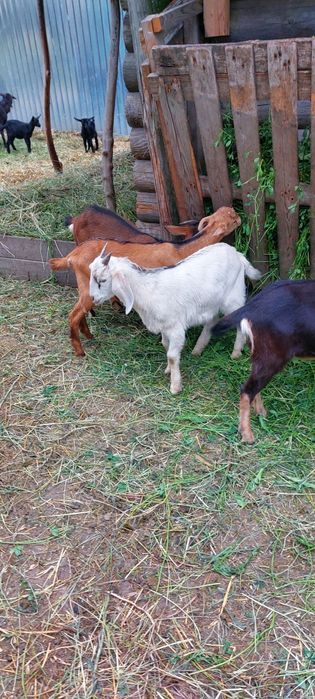Кози породні альпійські, нубійські та інші