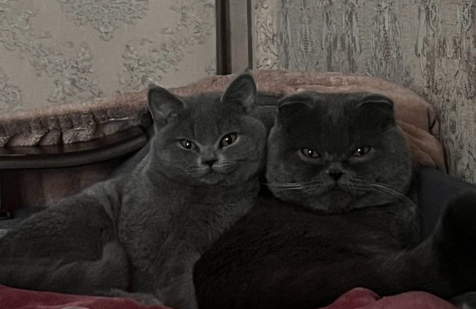 Продаються кошенята