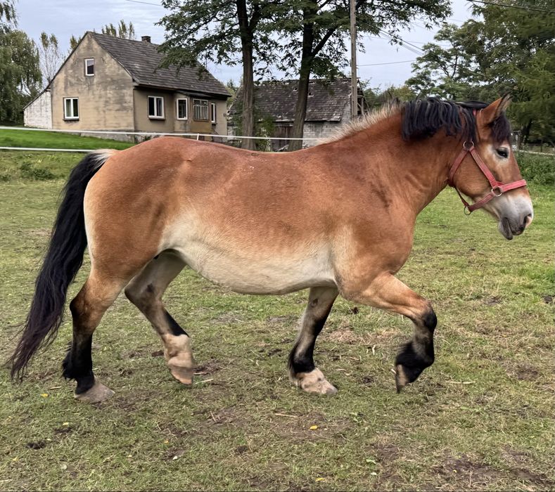 Klacz zimnokrwista PKZ