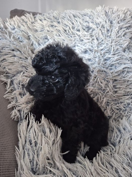 Pudel toy czarny chłopak badanie genetyczne N Nmama czekolada tata Red