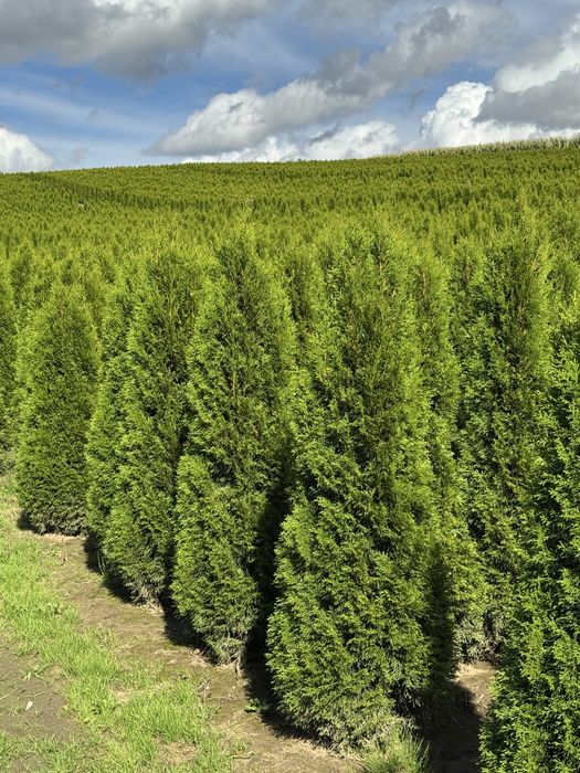 Gęsta Tuja Szmaragd 150-160cm Dostawa Sadzenie Producent